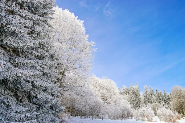 Mooi perspectief natuurlandschap met frosty bomen — Stockfoto