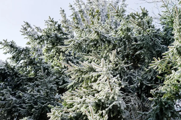 Красиві снігові ялинки в зимовому лісі — стокове фото