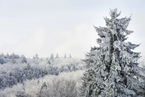 Güzel karla kaplı çam ağaçları kış orman — Stok fotoğraf