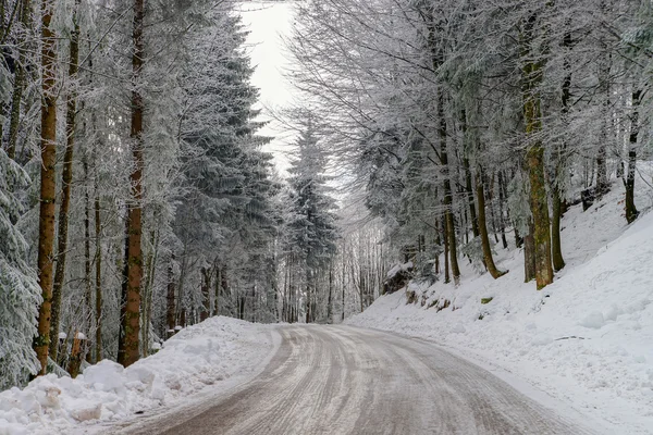 Estrada de inverno brilhante na bela floresta — Fotografia de Stock