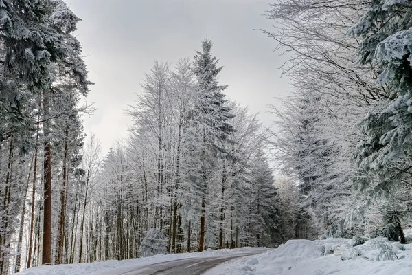 Vettige winter weg in prachtig bos — Stockfoto