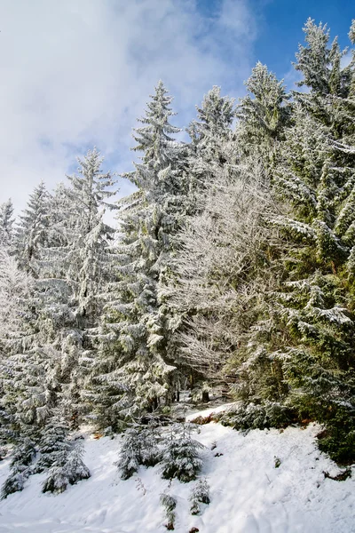 Hermosos abetos cubiertos de nieve en el bosque de invierno —  Fotos de Stock
