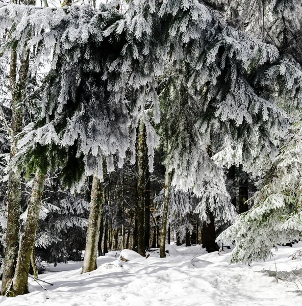 Güzel karla kaplı çam ağaçları kış orman — Stok fotoğraf