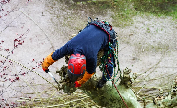 Homem cirurgião cortando árvore de sicômoro — Fotografia de Stock