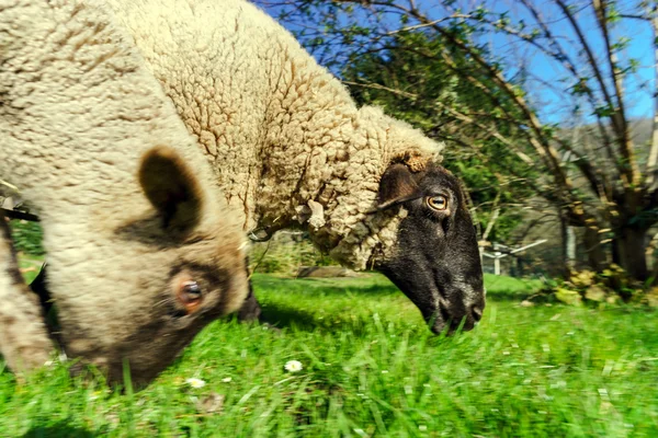 Jeune agneau avec mère sur herbe verte — Photo