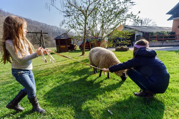 Две девушки идут с фермой овец — стоковое фото