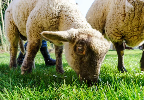 Unga lamm med mamma på grönt gräs — Stockfoto