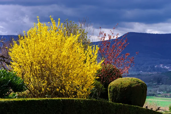 Belles couleurs naturelles de printemps dunny — Photo