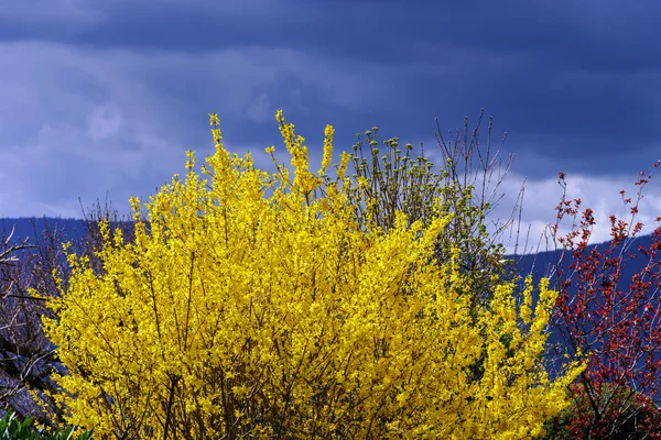 Belles couleurs naturelles de printemps dunny — Photo