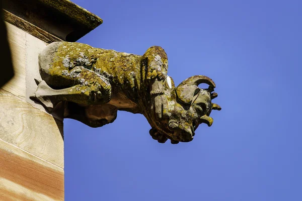 Gargoyle on a gothic cathedral, detail of a tower on blue sky ba — Stock Photo, Image