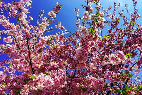 Belles fleurs roses de cerise sur fond de ciel bleu — Photo