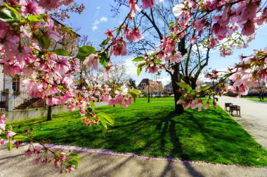 Güzel pembe çiçekler ve parkta yeşil çimen
