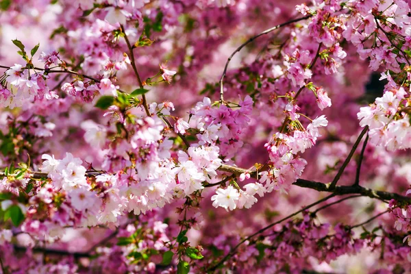Belles fleurs roses de cerise sur fond de ciel bleu — Photo