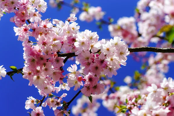 Belles fleurs roses de cerise sur fond de ciel bleu — Photo