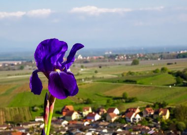 Mor alev almış zambağı güneşin Görünümü Kapat