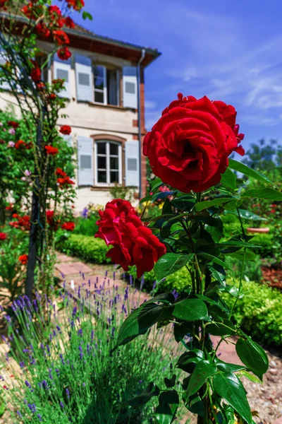 Ботанический сад с цветущими цветами, Андлау, Эльзас — стоковое фото