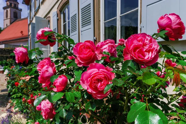 Jardim botânico com flores, Andlau, Alsácia — Fotografia de Stock