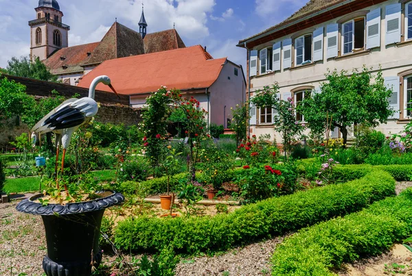 Botanische tuin met bloesem bloemen, Andlau, Elzas — Stockfoto