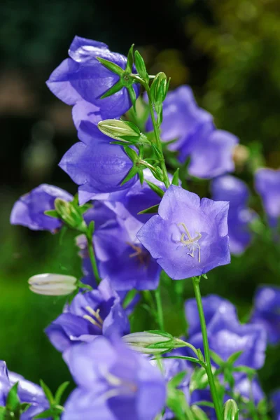 Jardim botânico com flores, Andlau, Alsácia — Fotografia de Stock