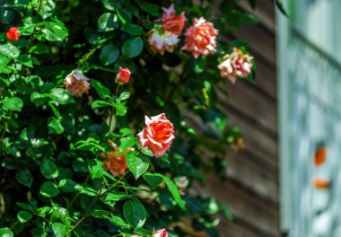 Botanik Bahçe çiçeği gül, Alsace