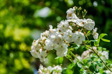 Botanik Bahçe çiçeği gül, Alsace
