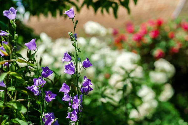 Botanic garden with blossom roses, Alsace — Stock Photo, Image