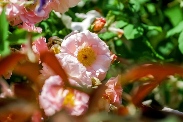 Βοτανικός Κήπος με τριαντάφυλλα ανθίζουν, Αλσατία — Φωτογραφία Αρχείου