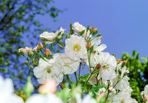 Jardin botanique aux roses fleuries, Alsace — Photo