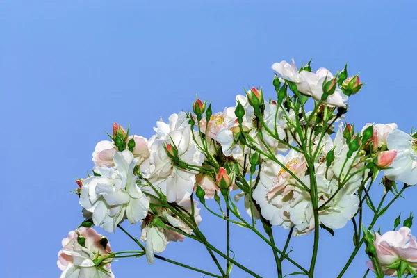 Botanic garden with blossom roses, Alsace — Stock Photo, Image