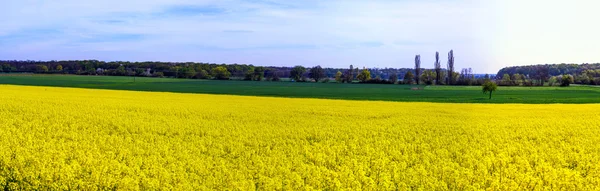 Beautiful wide panoramic view of colza field — Stock Photo, Image