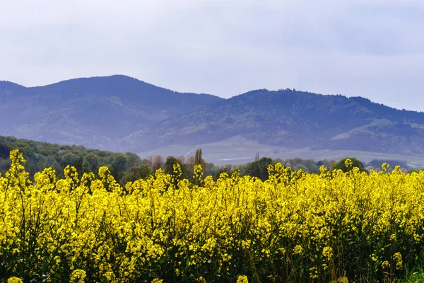 Linda floração colza, campo amarelo de estupro — Fotografia de Stock