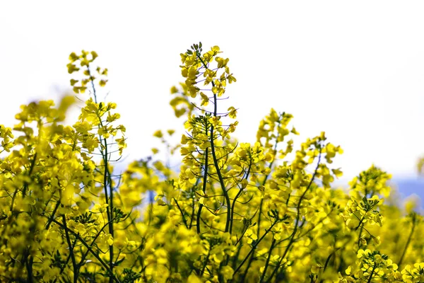 Linda floração colza, campo amarelo de estupro — Fotografia de Stock