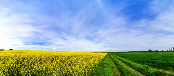 Hermosa amplia vista panorámica del campo de colza — Foto de Stock