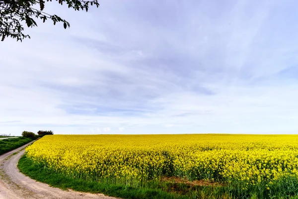 Hermosa amplia vista panorámica del campo de colza — Foto de Stock