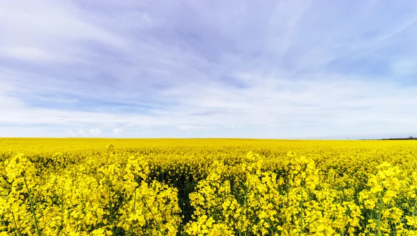 Bella fioritura colza, campo giallo di stupro — Foto Stock
