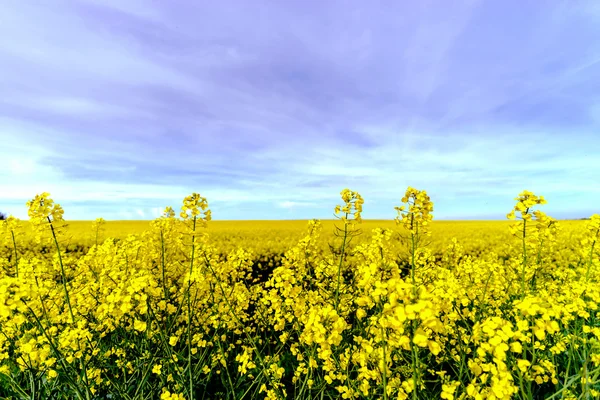 Hermosa floración de colza, campo amarillo de violación — Foto de Stock