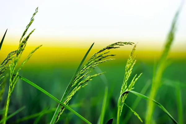 Smukke levende farver af foråret planter - Stock-foto