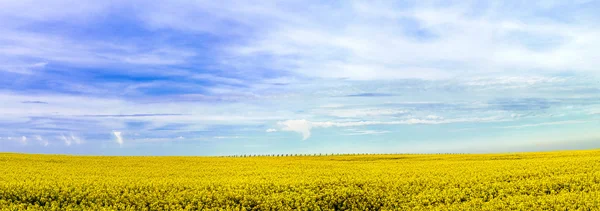 Bella ampia vista panoramica del campo di colza — Foto Stock