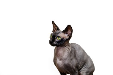 Güzel sphynx kedi portre beyaz arka plan üzerinde