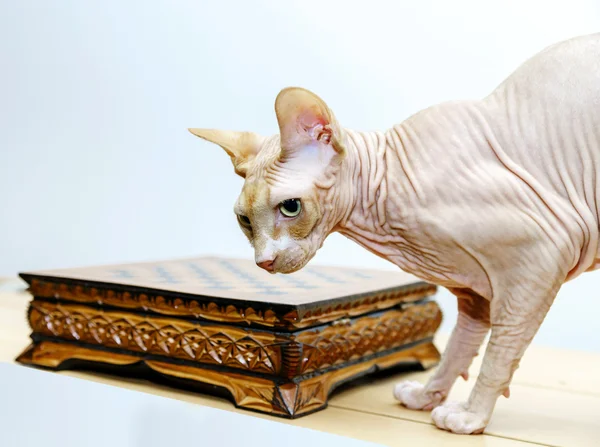 Belo retrato de gato sphynx no fundo branco — Fotografia de Stock