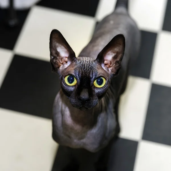 Güzel sphynx kedi portre beyaz arka plan üzerinde — Stok fotoğraf