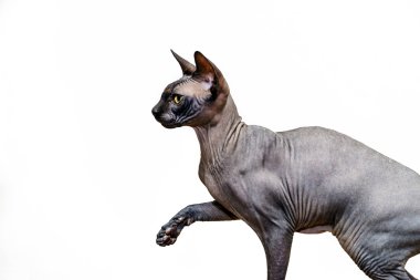 Güzel sphynx kedi portre beyaz arka plan üzerinde