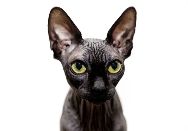 Güzel sphynx kedi portre beyaz arka plan üzerinde — Stok fotoğraf