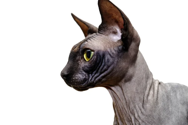 Vackra sphynx katt porträtt på vit bakgrund — Stockfoto