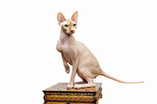 Mooie sphynx kat portret op witte achtergrond — Stockfoto