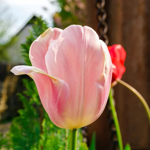 Bloesem tulpen in de tuin, lente tijd — Stockfoto