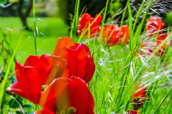 Blomstrende tulipaner i haven, forår tid - Stock-foto