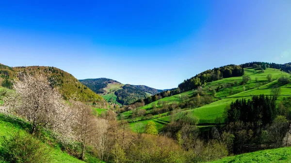 Schwarzwald bergen voorjaar weergave, zonnige dag — Stockfoto