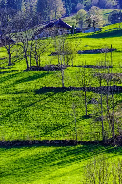 Çim sahada yeşil, manzara yaz — Stok fotoğraf