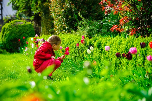 Malá holčička vonící tulipány v zahradě — Stock fotografie